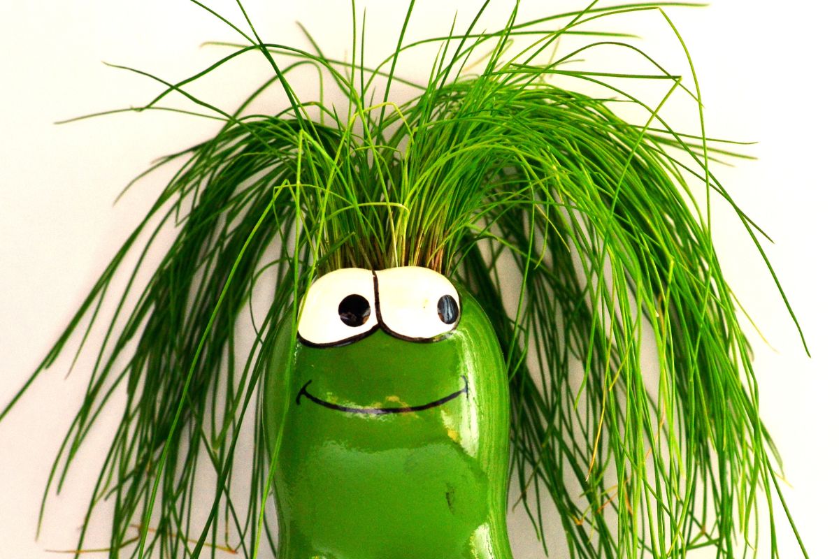Monsieur Patate Gazon